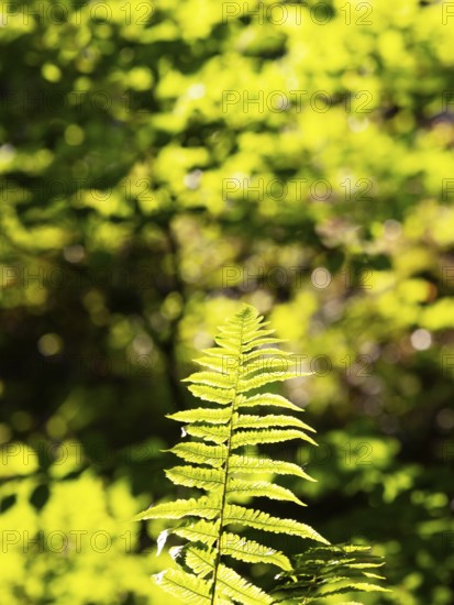 Ferns on the forest floor against the light, Upper Austria, Austria