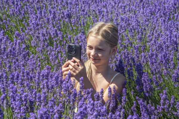 Blonde girl, 9 years old, photographing blooming lavender with a mobile phone in Köpingebro, Ystad Municipality, SkÃ¥ne County, Sweden, Scandinavia