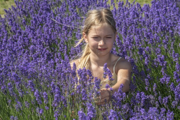 Blonde girl, 9 years old, picking blooming lavender in Köpingebro, Ystad Municipality, SkÃ¥ne County, Sweden, Scandinavia