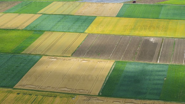 Agricultural area in the Neckarbogen near Lauffen am Neckar. Cereal fields in different shades of green. Lauffen am Neckar, Baden-WÃ¼rttemberg, Germany