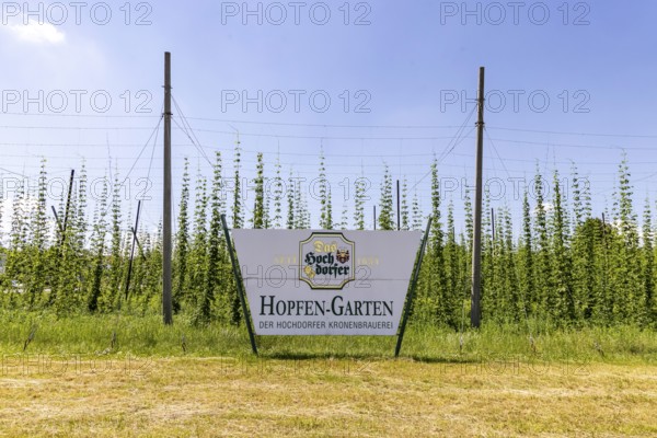 Hop garden of the Hochdorfer Kronenbrauerei brewery. Hop growing in the HeckengÃ¤u in the northern Black Forest region. Nagold, Baden-WÃ¼rttemberg, Germany