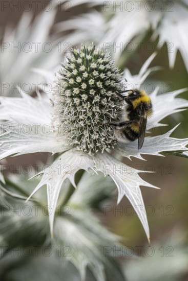 Large earth bumblebee (Bombus terrestris) on ivory manure (Eryngium giganteum), Emsland, Lower Saxony, Germany
