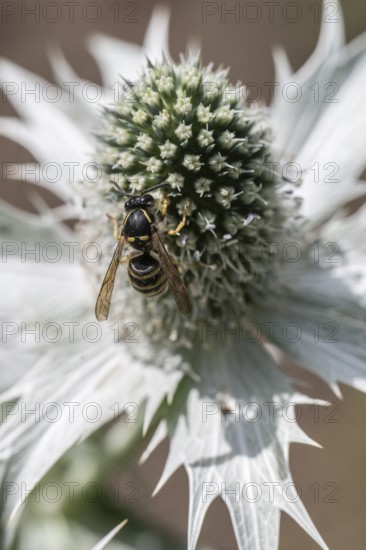 Clay wasp (Ancistrocerus) on ivory man litter (Eryngium giganteum), Emsland, Lower Saxony, Germany