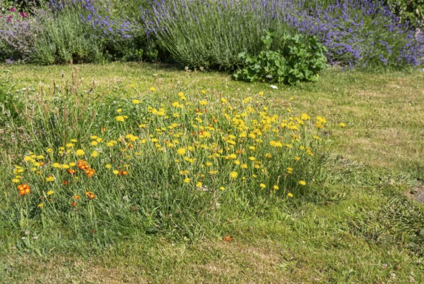 Patch of wildflowers and long grass in mowed garden lawn to encourage bees and butterflies, Suffolk, England, UK