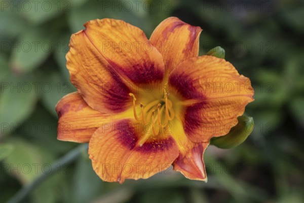 Daylily (Hemerocallis), Emsland, Lower Saxony, Germany