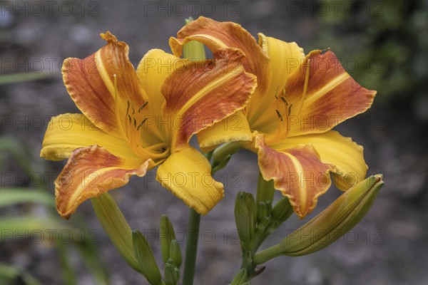 Daylily (Hemerocallis Frans Hals), Emsland, Lower Saxony, Germany