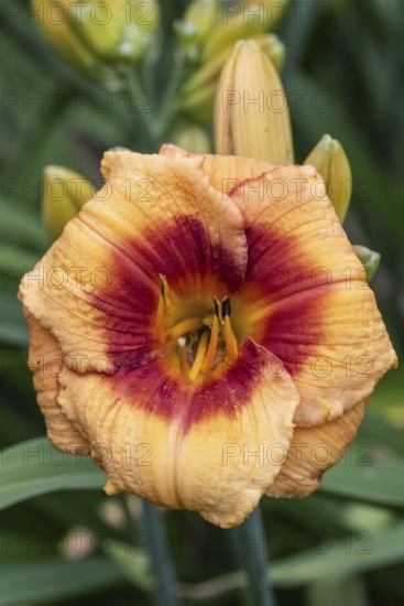 Daylily (Hemerocallis Bold Tiger), Emsland, Lower Saxony, Germany