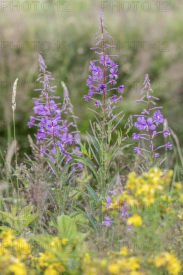 Willowherb (Epilobium angustifolium), Emsland, Lower Saxony, Germany