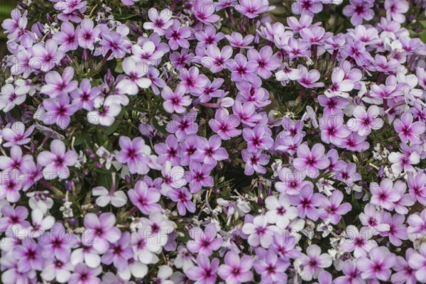 Phlox flowers (Phlox), Emsland, Lower Saxony, Germany