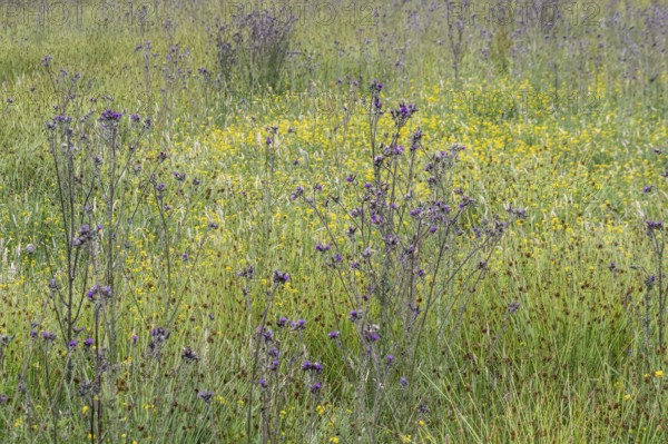 Meadow with thistles (Cirsium), Emsland, Lower Saxony, Germany