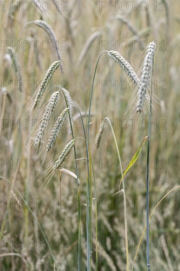 Triticale ears (triticale), Emsland, Lower Saxony, Germany