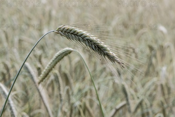 Triticale ears (triticale), Emsland, Lower Saxony, Germany