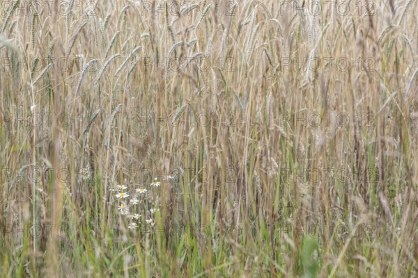 Scentless mayweed (Tripleurospermum inodorum) in front of triticale (Triticale), Emsland, Lower Saxony, Germany
