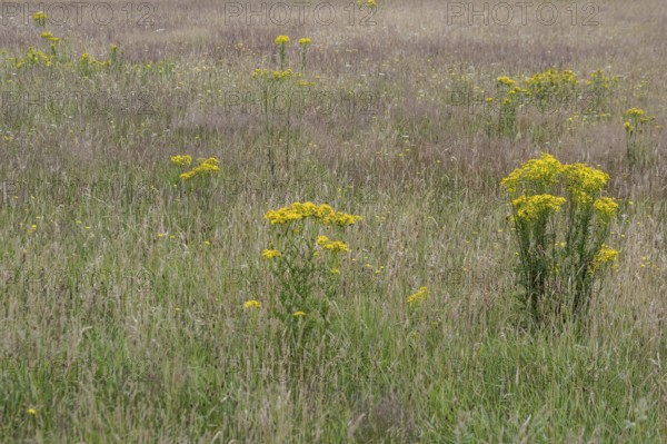 Meadow with ragwort (Senecio jacobaea), Emsland, Lower Saxony, Germany