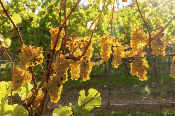 White grapes in the vineyard, Southwest Wine Route, Rhineland-Palatinate, Germany