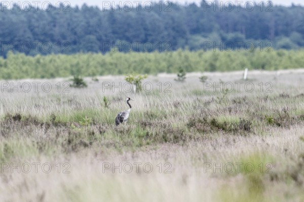 Crane (Grus grus) in the moor, Emsland, Lower Saxony, Germany