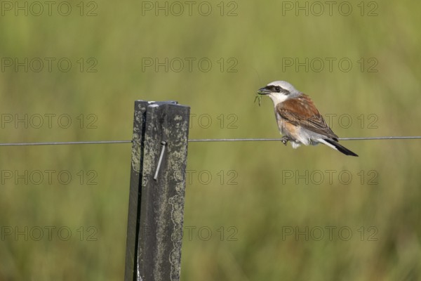 Red-backed shrike (Lanius collurio), Emsland, Lower Saxony, Germany