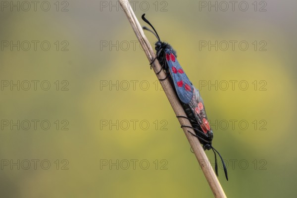 Six-spotted damselfly (Zygaena filipendulae), mating, Emsland, Lower Saxony, Germany