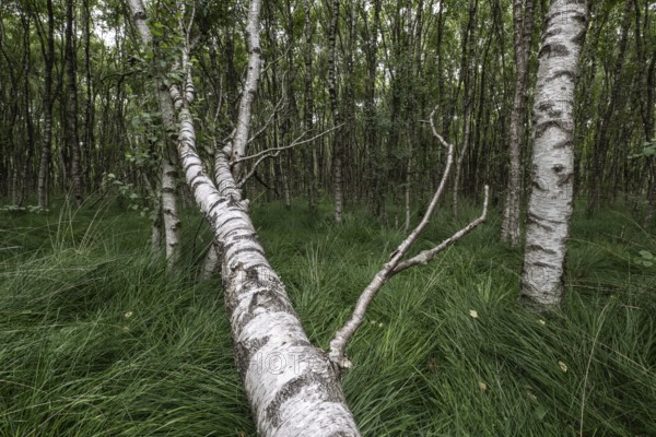 Birch quarry forest (Betula pendula), Emsland, Lower Saxony, Germany