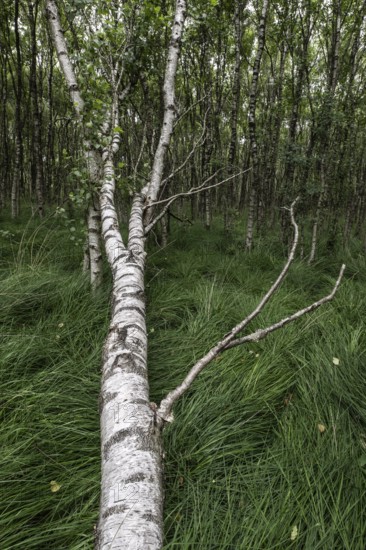 Birch quarry forest (Betula pendula), Emsland, Lower Saxony, Germany