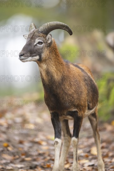 European mouflon (Ovis aries musimon) ram (male) standing in a forest in autumn, Bavaria, Germany