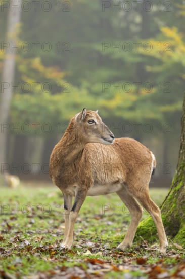 European mouflon (Ovis aries musimon) sheep (female) standing in a forest in autumn, Bavaria, Germany