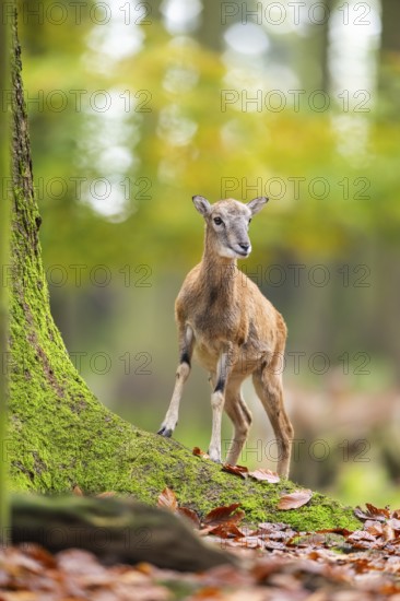 European mouflon (Ovis aries musimon) sheep (female) walking in a forest in autumn, Bavaria, Germany