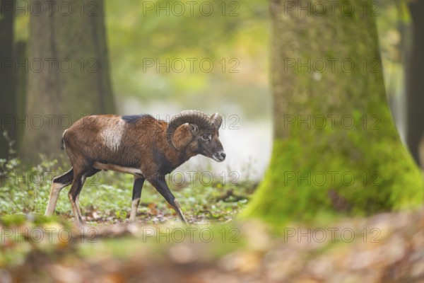 European mouflon (Ovis aries musimon) ram (male) walking in a forest in autumn, Bavaria, Germany