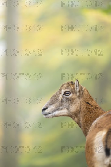 European mouflon (Ovis aries musimon) sheep (female) standing in a forest in autumn, portrait, Bavaria, Germany