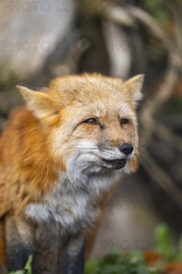 Red fox (Vulpes vulpes) standing in a forest in autumn, portrait, Bavaria, Germany