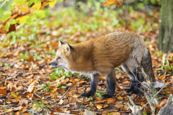Red fox (Vulpes vulpes) standing in a forest in autumn, Bavaria, Germany