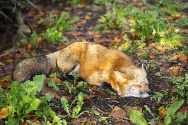Red fox (Vulpes vulpes) lying in a forest in autumn, Bavaria, Germany
