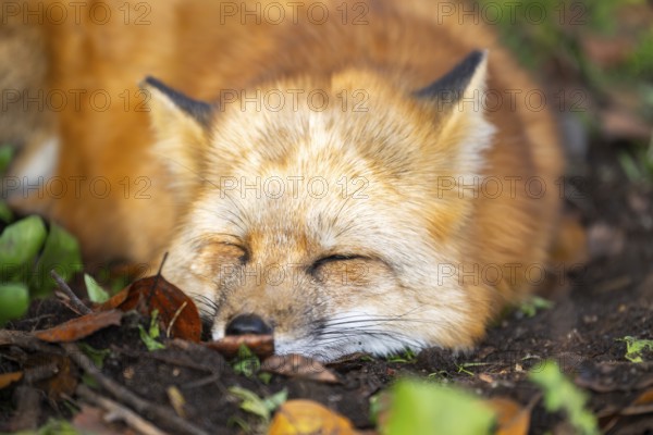 Red fox (Vulpes vulpes) lying in a forest in autumn, portrait, Bavaria, Germany