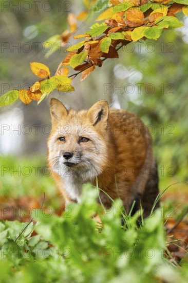 Red fox (Vulpes vulpes) standing in a forest in autumn, Bavaria, Germany