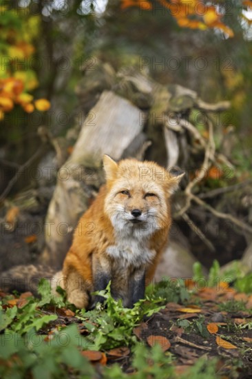 Red fox (Vulpes vulpes) sitting in a forest in autumn, Bavaria, Germany