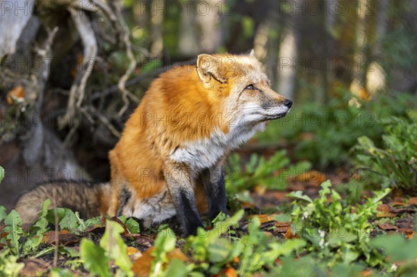 Red fox (Vulpes vulpes) sitting in a forest in autumn, Bavaria, Germany