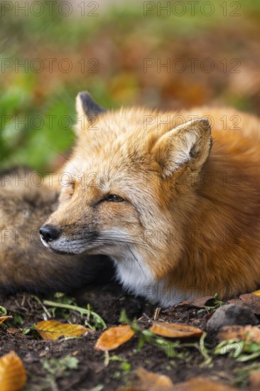 Red fox (Vulpes vulpes) lying in a forest in autumn, portrait, Bavaria, Germany