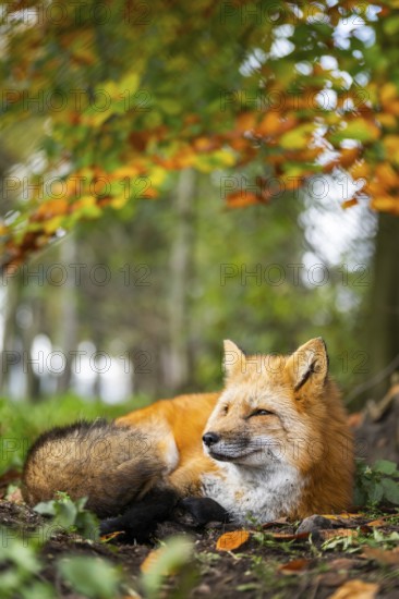 Red fox (Vulpes vulpes) lying in a forest in autumn, Bavaria, Germany
