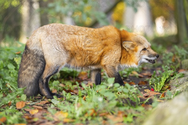 Red fox (Vulpes vulpes) walking in a forest in autumn, Bavaria, Germany
