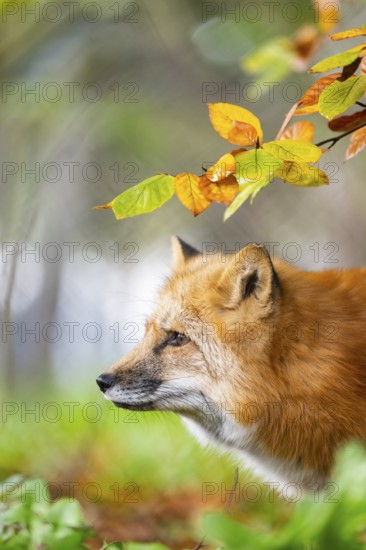 Red fox (Vulpes vulpes) standing in a forest in autumn, portrait, Bavaria, Germany