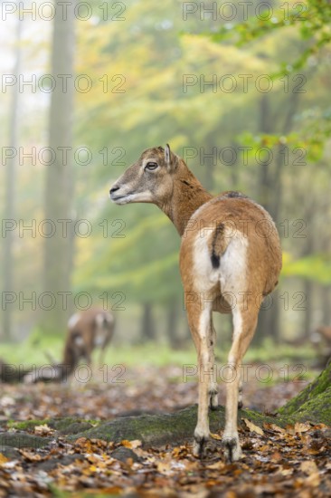 European mouflon (Ovis aries musimon) sheep (female) standing in a forest in autumn, Bavaria, Germany
