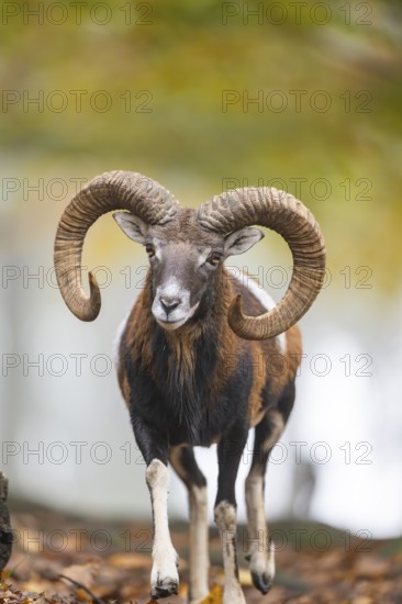 European mouflon (Ovis aries musimon) ram (male) walking in a forest in autumn, Bavaria, Germany