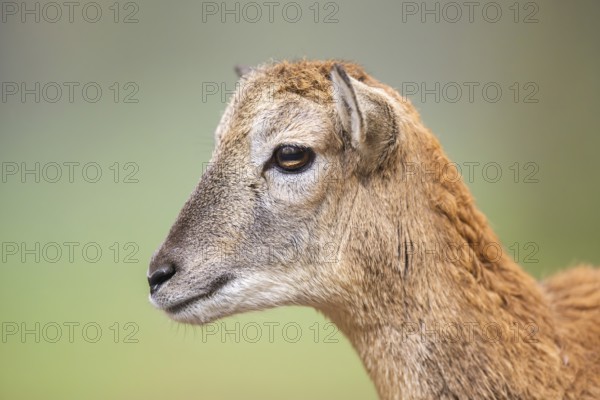 European mouflon (Ovis aries musimon) sheep (female) in autumn, portrait, Bavaria, Germany