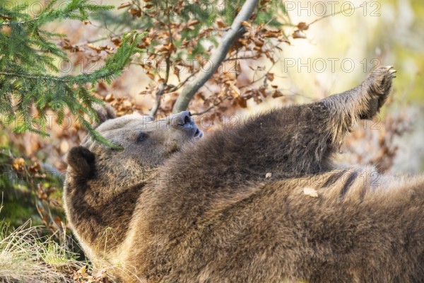Eurasian Brown Bear (Ursus arctos arctos) lying in a forest, Bavaria, Germany
