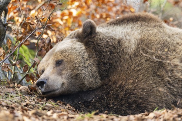 Eurasian Brown Bear (Ursus arctos arctos) lying in a forest, portrait, Bavaria, Germany