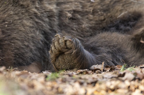 Eurasian Brown Bear (Ursus arctos arctos) paw, detail, Bavaria, Germany