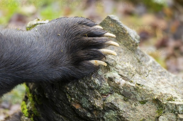 Urasian Brown Bear (Ursus arctos arctos) paw, detail, Bavaria, Germany