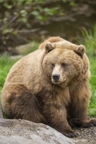 Eurasian Brown Bear (Ursus arctos arctos) sitting, Bavaria, Germany