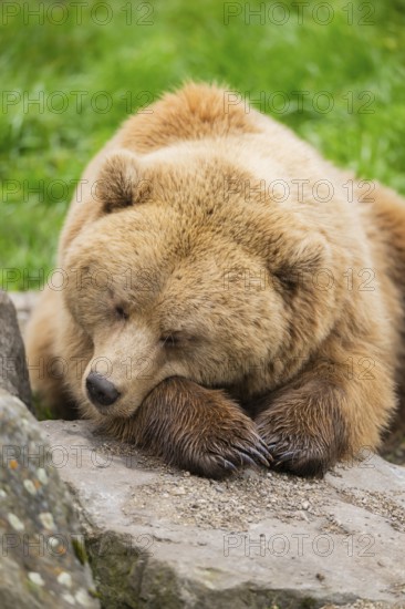 Eurasian Brown Bear (Ursus arctos arctos) lying on a rock, Bavaria, Germany
