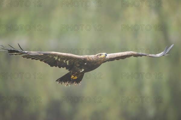 Steppe eagle (Aquila nipalensis) flying on a foggy day in autumn, Bavaria, Germany